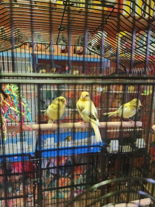 Canaries 
