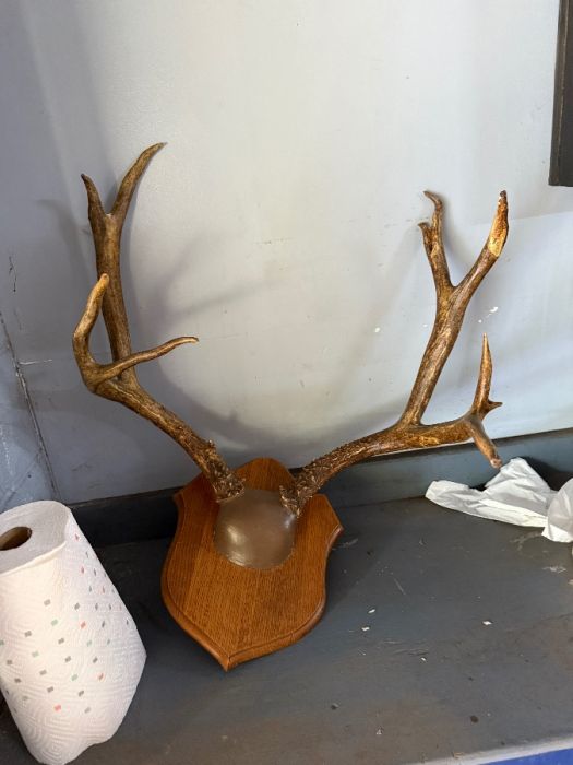 Antler mount
