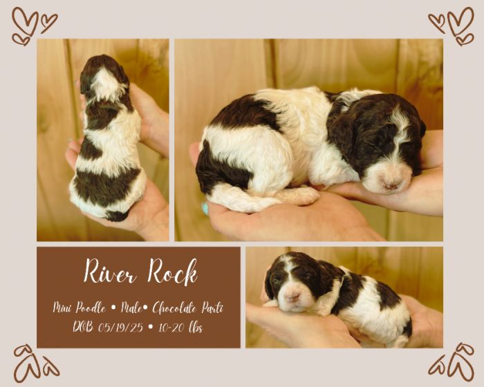 AKC Mini Poodle Puppies