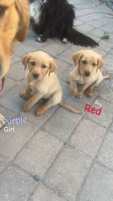 Golden Retriever puppies 