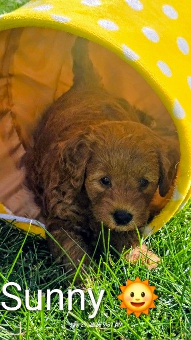 Sunny, Sunshine, is a happy, cheerful, puppy!