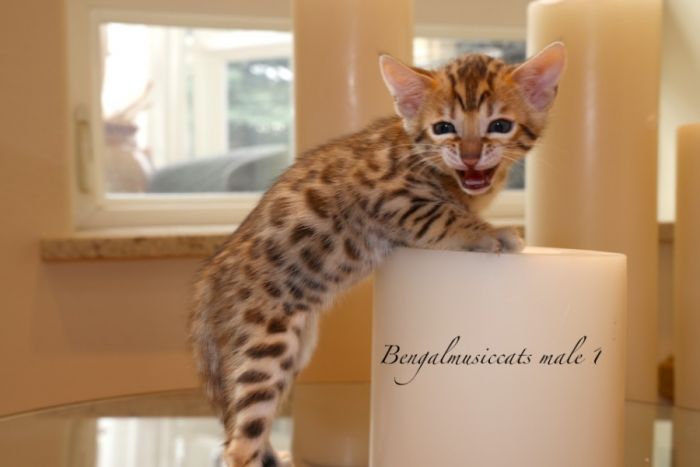BENGAL KITTENS TICA Registered! FOR SALE!