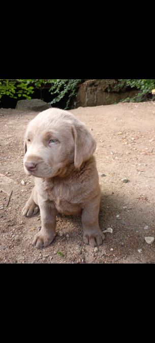 AKC silver lab pups