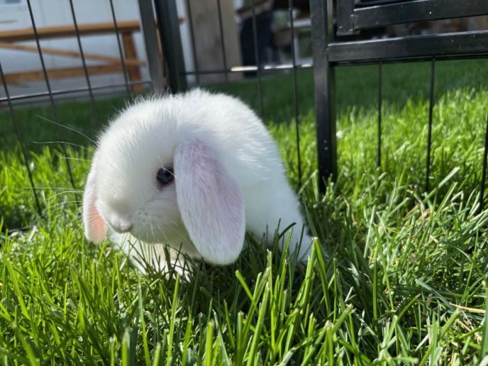 Holland Lop Bunny