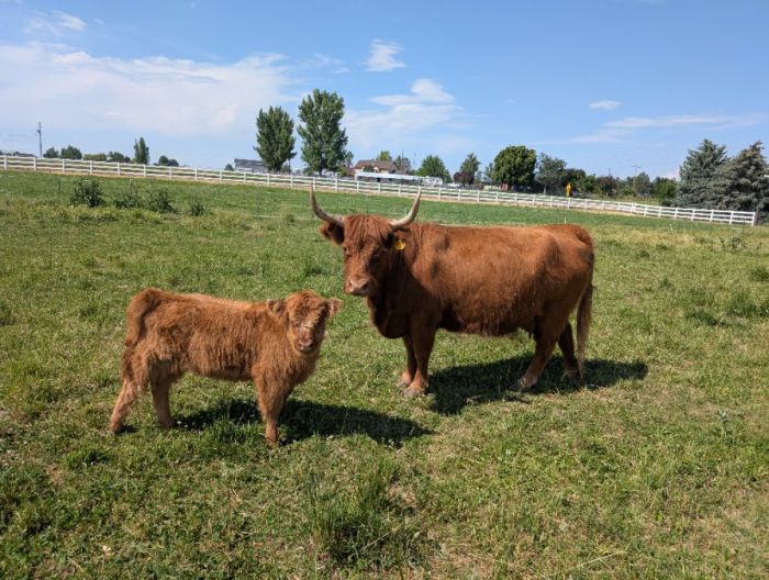 Cow/Heffer Calf pair. Scottish Highlanders $4000
