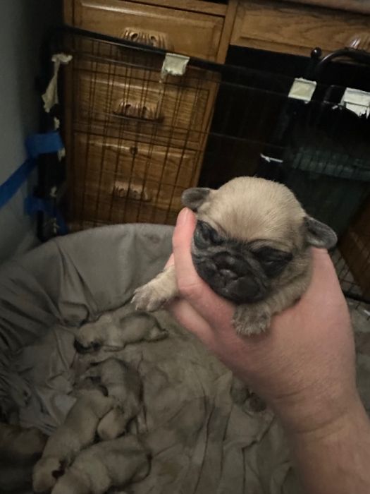 Pug Puppies 