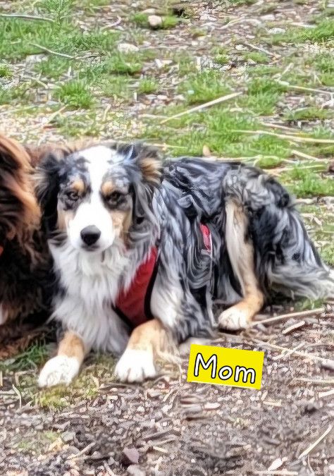 Puppies! Australian Shepherd (standard)