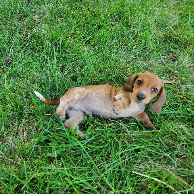Red & White Piebald Male 