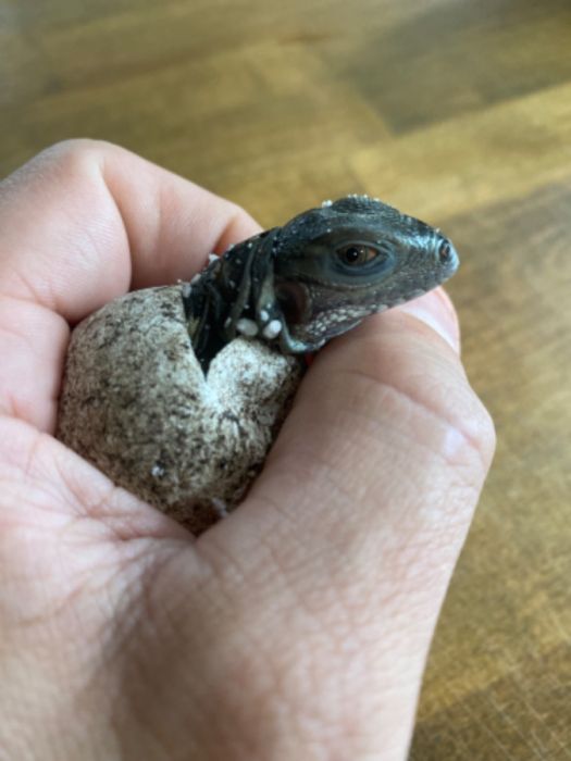 Cyclura lewisi Iguanas