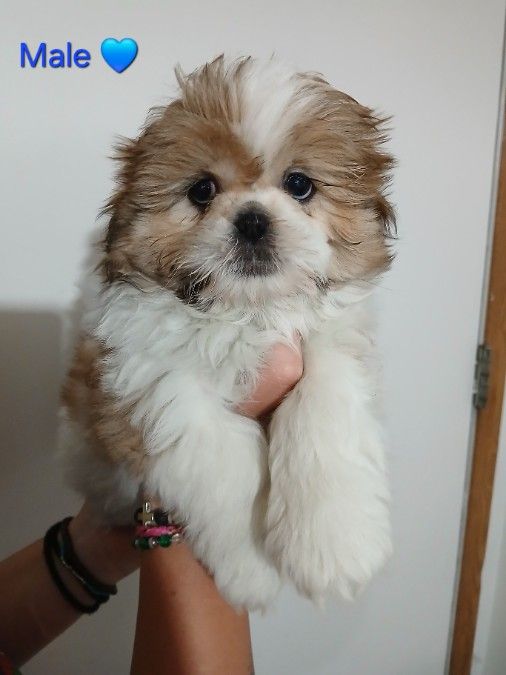Shih Tzu Purebred Male Puppy