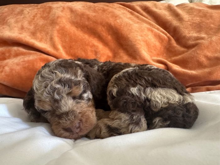Miniature bernedoodle puppies 