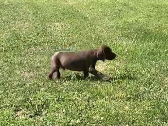 Hershey