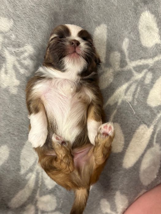 Teacup Shih Tzu Puppies 