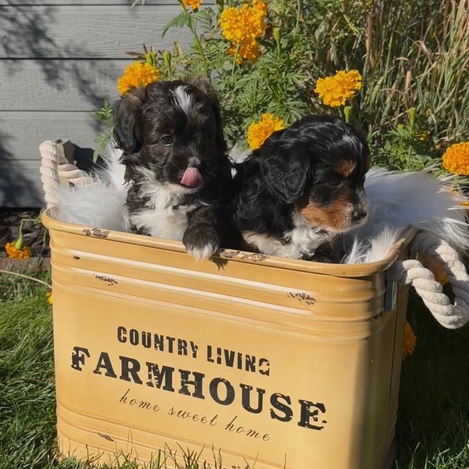 Miniature F1 Aussie Doodle Puppies 6 weeks old