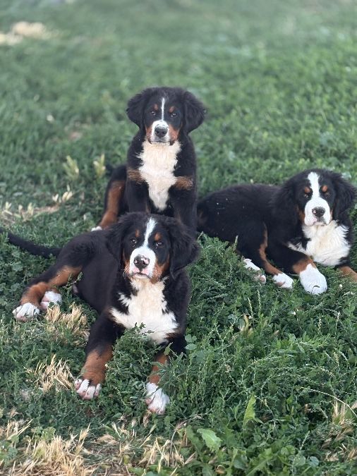 Bernese Mountain Dog Puppies