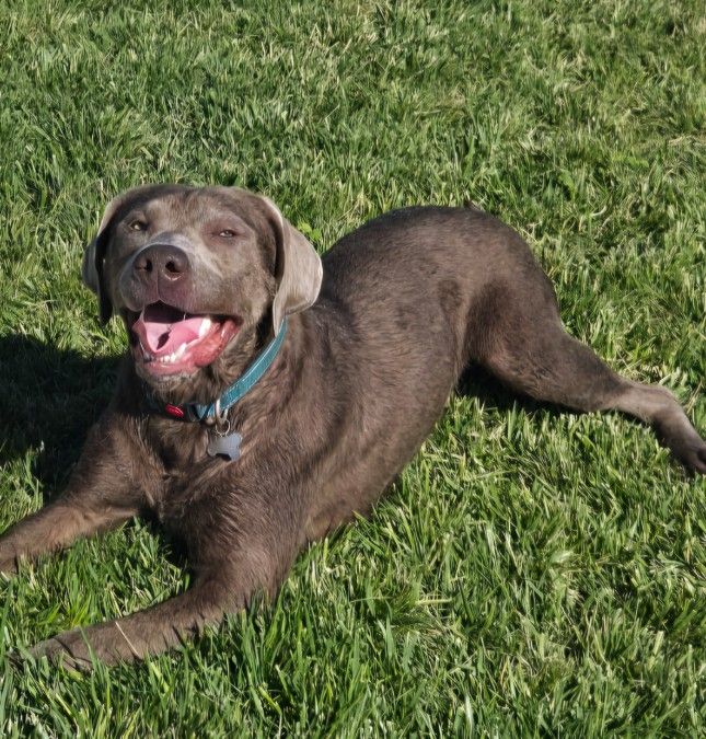 SILVER LABRADOR/ MALE
