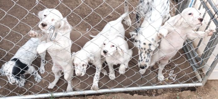 Llewellyn setter puppies 