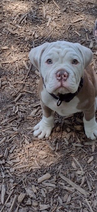 Olde English bulldogs 