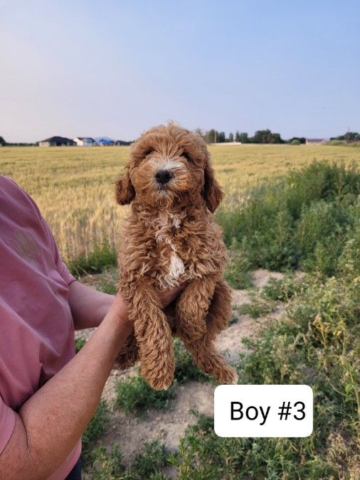 Mini Poodles