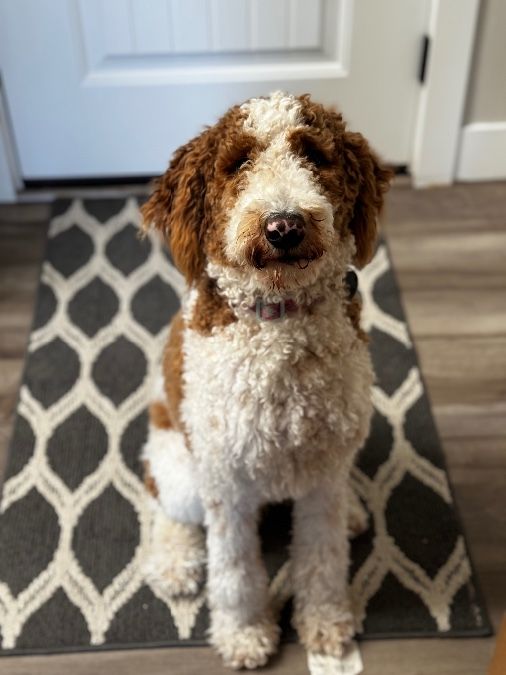 Handsome Red/Cream Rufus Bernedoodle