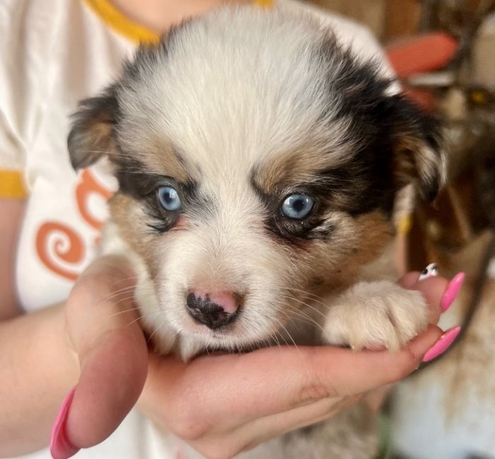 Male Blue eyed blue Merle 