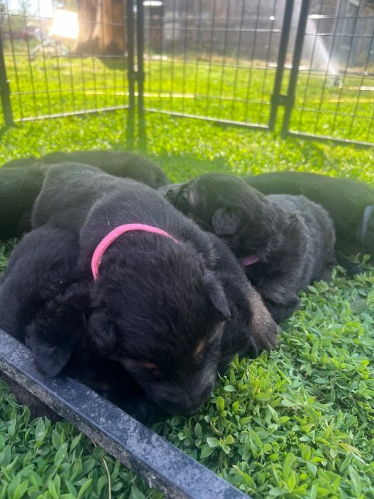AKC German Shepherd Puppies