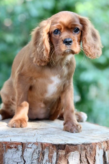 Available Cavalier King Charles Puppies - FREE